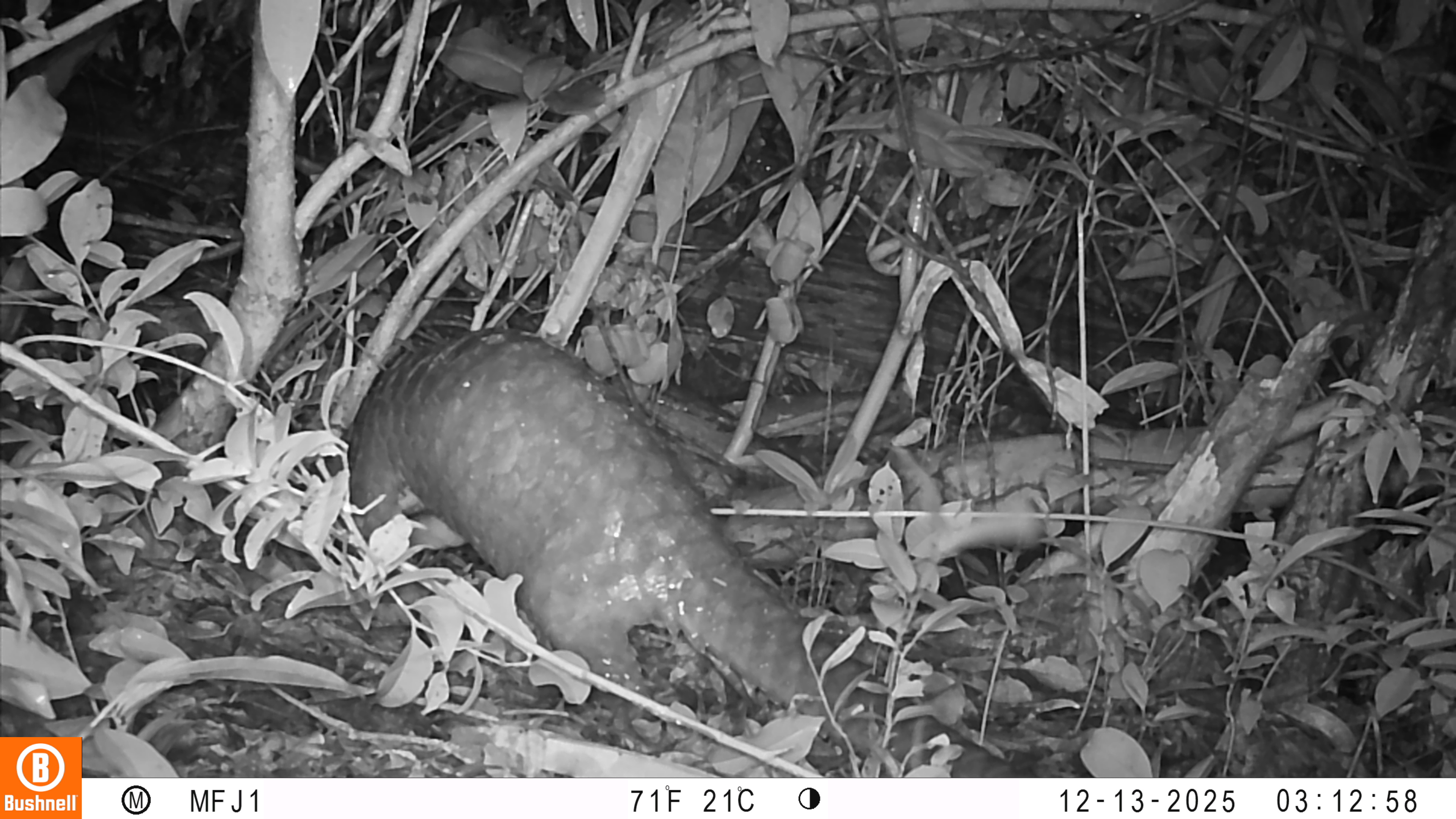 camera_trap_photo